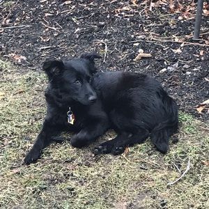 Meet your Posher, Dev